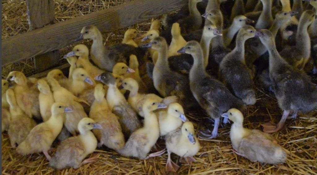 Terroir : du foie gras sans gavage ! - Extrait vidéo Météo à la carte